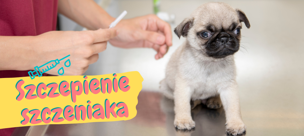 Regularnie przeprowadzane szczepienia zapewniają przede wszystkim odporność Twojemu psu na niebezpieczne, często śmiertelne choroby