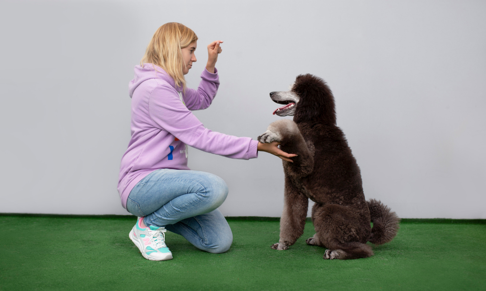 Podczas naszych szkoleń dowiesz się, jak prawidłowo budować relacje ze swoim psem, jak odpowiednio motywować go do wspólnej pracy oraz jak skutecznie się z nim komunikować.