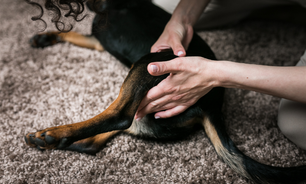 Poprzez fizjoterapię można złagodzić procesy chorobowe, pomóc psu wrócić do sprawności po przebytej chorobie lub po urazie, a także utrzymać go w dobrej formie, dopasowując do niego odpowiedni zestaw ćwiczeń. | Fizjoterapia psów | Masaż psów