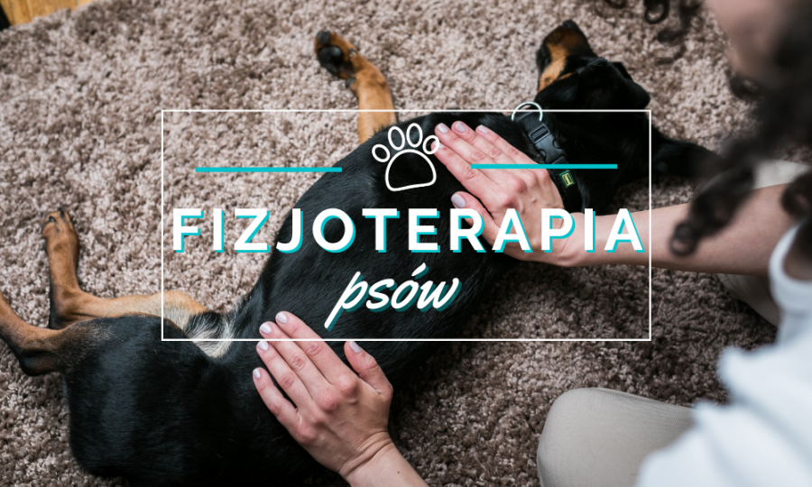 Jeszcze kilka lat temu niewiele osób słyszało o fizjoterapii psów. Poziom świadomości wśród psich opiekunów cały czas wzrasta, a rynek zwierzęcy prężnie się rozwija, kładąc coraz większy nacisk na zdrowie i formę naszych pupili. | Fizjoterapia psów | Masaż psów