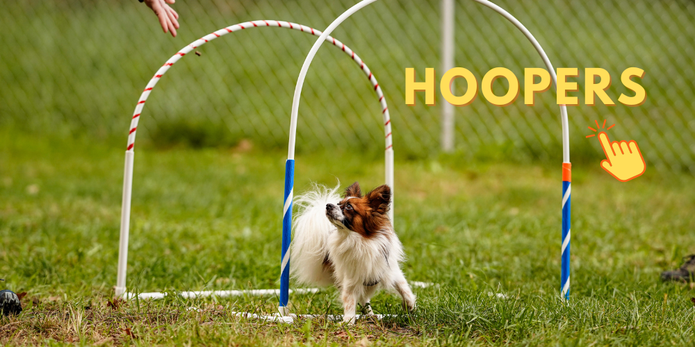 Konsultacje behawioralne (4)